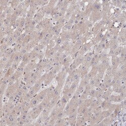 Invitrogen DNAJA4 Polyclonal Antibody 100 &mu;L; Unconjugated:Antibodies,