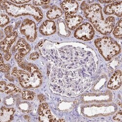 Invitrogen FAHD1 Polyclonal Antibody 100 &mu;L; Unconjugated:Antibodies,
