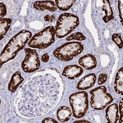 Invitrogen GLYAT Polyclonal Antibody 100 &mu;L; Unconjugated:Antibodies,