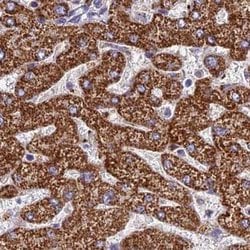 Invitrogen GLYAT Polyclonal Antibody 100 &mu;L; Unconjugated:Antibodies,