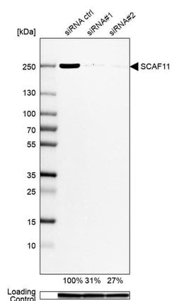 Invitrogen SCAF11 Polyclonal Antibody 100 &mu;L; Unconjugated:Antibodies,