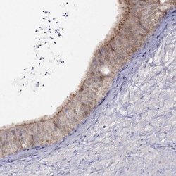 Invitrogen CITED1 Polyclonal Antibody 100 &mu;L; Unconjugated:Antibodies,