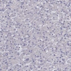 Invitrogen CITED1 Polyclonal Antibody 100 &mu;L; Unconjugated:Antibodies,