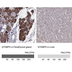 Invitrogen Tomosyn Polyclonal Antibody 100 &mu;L; Unconjugated:Antibodies,