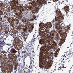Invitrogen Tomosyn Polyclonal Antibody 100 &mu;L; Unconjugated:Antibodies,