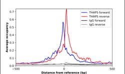 Invitrogen THAP5 Polyclonal Antibody 100 &mu;L; Unconjugated:Antibodies,