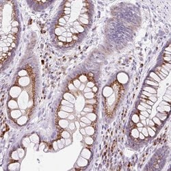 Invitrogen GOLGA8A Polyclonal Antibody 100 &mu;L; Unconjugated:Antibodies,