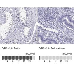 Invitrogen QRICH2 Polyclonal Antibody 100 &mu;L; Unconjugated:Antibodies,