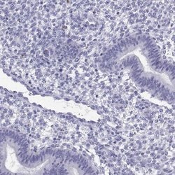 Invitrogen QRICH2 Polyclonal Antibody 100 &mu;L; Unconjugated:Antibodies,