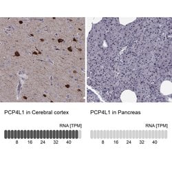 Invitrogen PCP4L1 Polyclonal Antibody 100 &mu;L; Unconjugated:Antibodies,