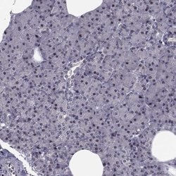Invitrogen PCP4L1 Polyclonal Antibody 100 &mu;L; Unconjugated:Antibodies,