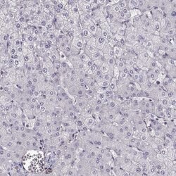 Invitrogen MYO1A Polyclonal Antibody 100 &mu;L; Unconjugated:Anticuerpos