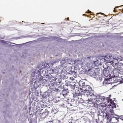 Invitrogen KRTAP11-1 Polyclonal Antibody 100 &mu;L; Unconjugated:Antibodies,