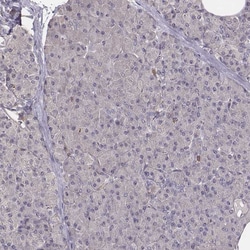 Invitrogen PILRA Polyclonal Antibody 100 &mu;L; Unconjugated:Antibodies,