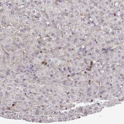 Invitrogen PILRA Polyclonal Antibody 100 &mu;L; Unconjugated:Antibodies,