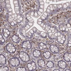 Invitrogen PILRA Polyclonal Antibody 100 &mu;L; Unconjugated:Antibodies,