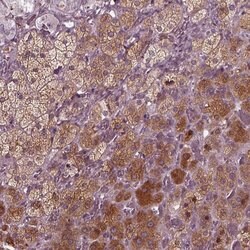 Invitrogen PORCN Polyclonal Antibody 100 &mu;L; Unconjugated:Antibodies,