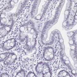 Invitrogen UAP56 Polyclonal Antibody 100 &mu;L; Unconjugated:Antibodies,