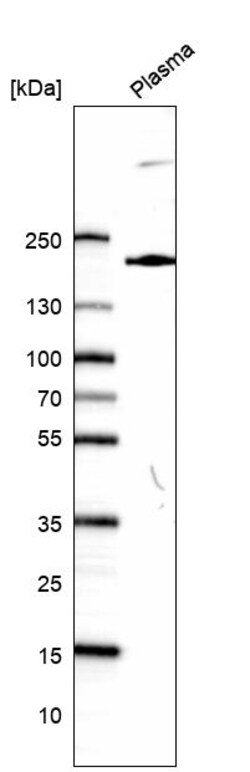 Invitrogen PLXNA3 Polyclonal Antibody 100 &mu;L | Buy Online | Invitrogen&trade; | Fisher Scientific
