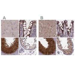 Invitrogen GSS Polyclonal Antibody 100 &mu;L; Unconjugated:Antibodies,