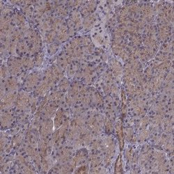 Invitrogen GSS Polyclonal Antibody 100 &mu;L; Unconjugated:Antibodies,