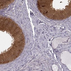 Invitrogen GSS Polyclonal Antibody 100 &mu;L; Unconjugated:Antibodies,