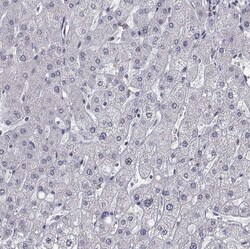 Invitrogen HNRNPA0 Polyclonal Antibody 100 &mu;L; Unconjugated:Antibodies,