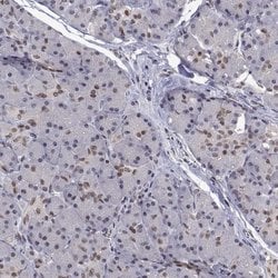 Invitrogen HNRNPA0 Polyclonal Antibody 100 &mu;L; Unconjugated:Antibodies,