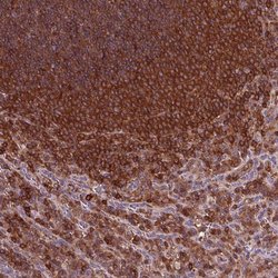 Invitrogen ARHGAP25 Polyclonal Antibody 100 &mu;L; Unconjugated:Antibodies,