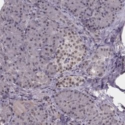SR140 Polyclonal Antibody, Invitrogen 100 &mu;L; Unconjugated:Antibodies,