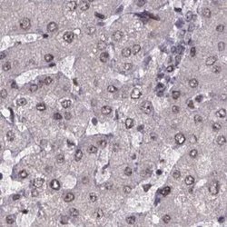 SR140 Polyclonal Antibody, Invitrogen 100 &mu;L; Unconjugated:Antibodies,