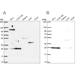 POLR2E Polyclonal Antibody:Antibodies, Polyclonal