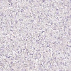 Invitrogen DCD Polyclonal Antibody 100 &mu;L; Unconjugated:Antibodies,