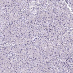 Invitrogen DCD Polyclonal Antibody 100 &mu;L; Unconjugated:Antibodies,
