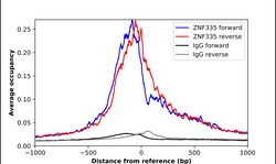Invitrogen ZNF335 Polyclonal Antibody 100 &mu;L; Unconjugated:Antibodies,
