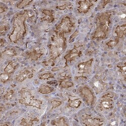 Invitrogen PTPRG Polyclonal Antibody 100 &mu;L; Unconjugated:Antibodies,