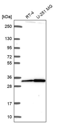 Invitrogen CXorf56 Polyclonal Antibody 100 &mu;L; Unconjugated:Antibodies,