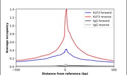 Invitrogen KLF3 Polyclonal Antibody 100 &mu;L; Unconjugated:Antibodies,