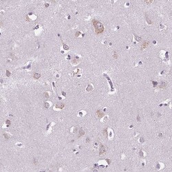 Invitrogen NAALAD2 Polyclonal Antibody 100 &mu;L; Unconjugated:Antibodies,