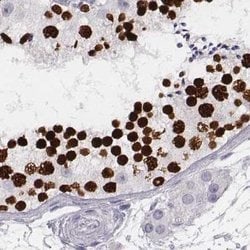 Invitrogen Histone H1T Polyclonal Antibody 100 &mu;L; Unconjugated:Antibodies,
