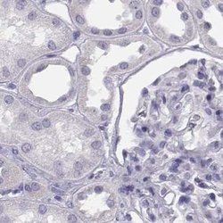 Invitrogen Histone H1T Polyclonal Antibody 100 &mu;L; Unconjugated:Antibodies,