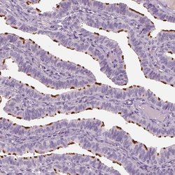 Invitrogen PACRG Polyclonal Antibody 100 &mu;L; Unconjugated:Antibodies,