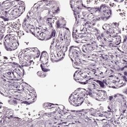 Invitrogen PACRG Polyclonal Antibody 100 &mu;L; Unconjugated:Antibodies,