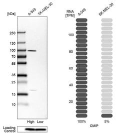 Invitrogen CMIP Polyclonal Antibody 100 &mu;L; Unconjugated:Antibodies,