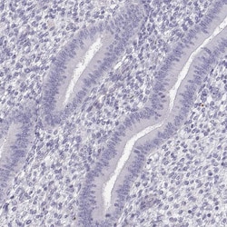 Invitrogen PP11 Polyclonal Antibody 100 &mu;L; Unconjugated:Antibodies,