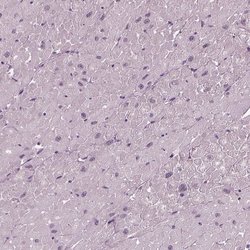 Invitrogen&trade;&nbsp;MIB2 Polyclonal Antibody