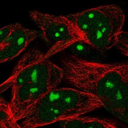 WEE1 Polyclonal Antibody:Antibodies, Polyclonal