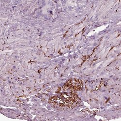 Invitrogen GDF11 Polyclonal Antibody 100 &mu;L; Unconjugated:Antibodies,
