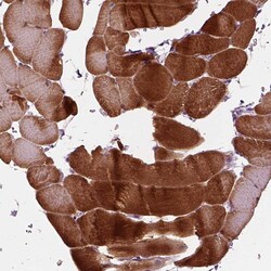 Invitrogen PPAPDC3 Polyclonal Antibody 100 &mu;L; Unconjugated:Antibodies,