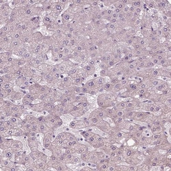 Invitrogen PPAPDC3 Polyclonal Antibody 100 &mu;L; Unconjugated:Antibodies,